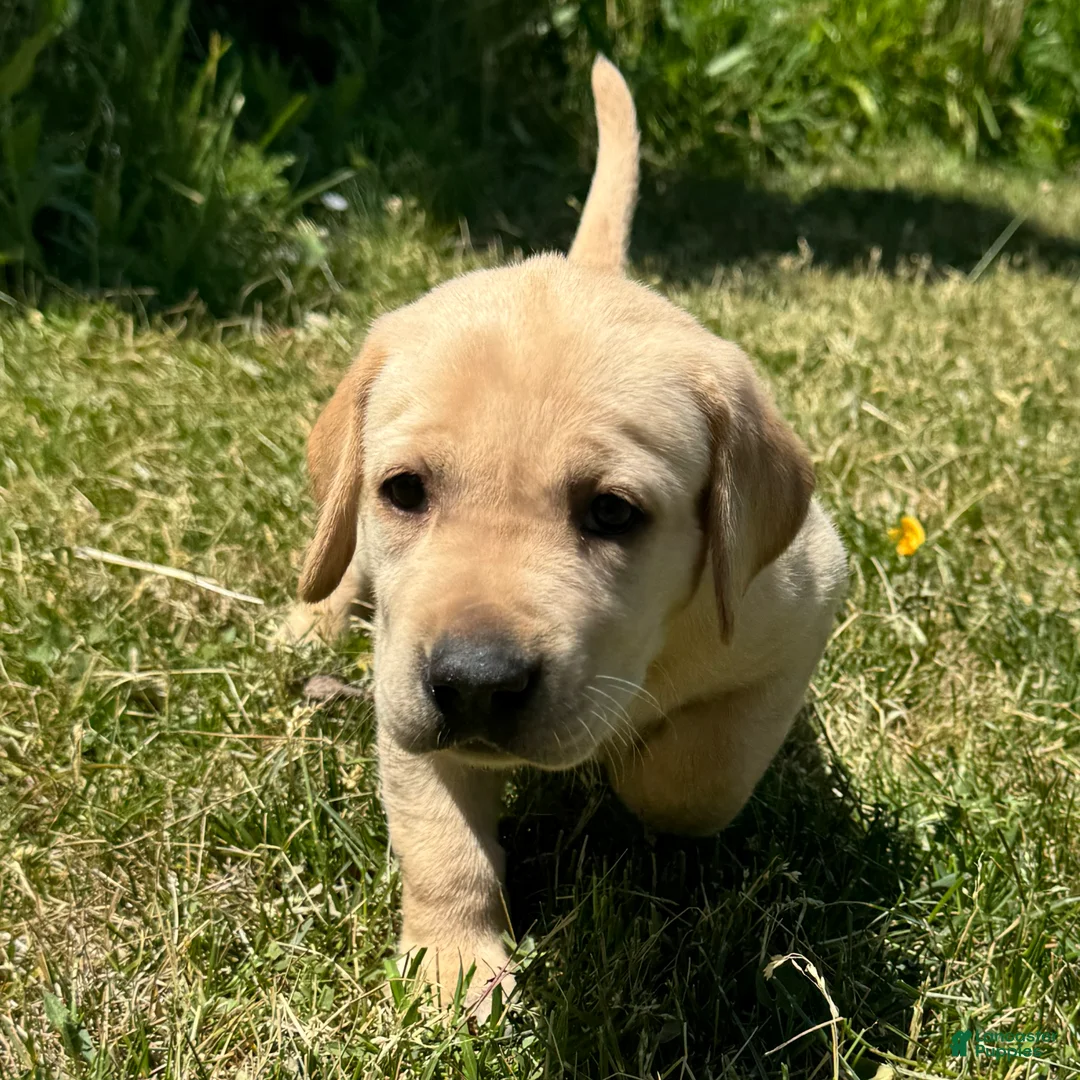 Labrador Retriever dogs for sale: Pink Collar Puppy 1 - Ad 2