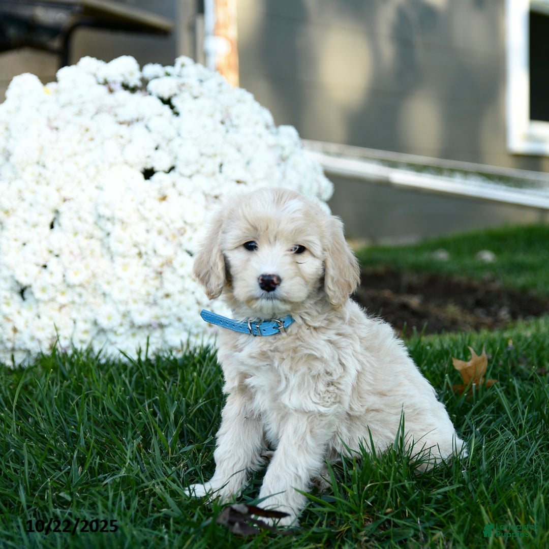 Goldendoodle dogs for sale: Bessie - Ad 4