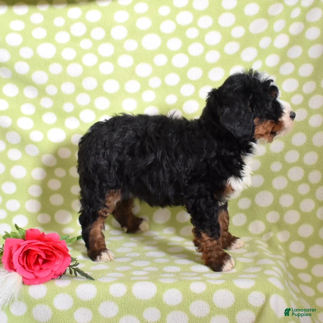 Bernedoodle dogs for sale: Granola  - Ad 6