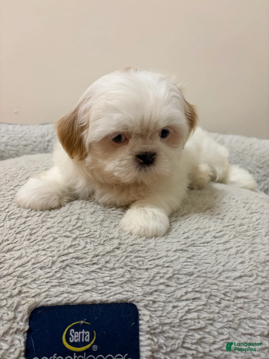 Shih Tzu dogs for sale: Fluffy - Ad 3