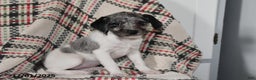 Mixed Breed dogs for sale: Buttercup - Ad 4