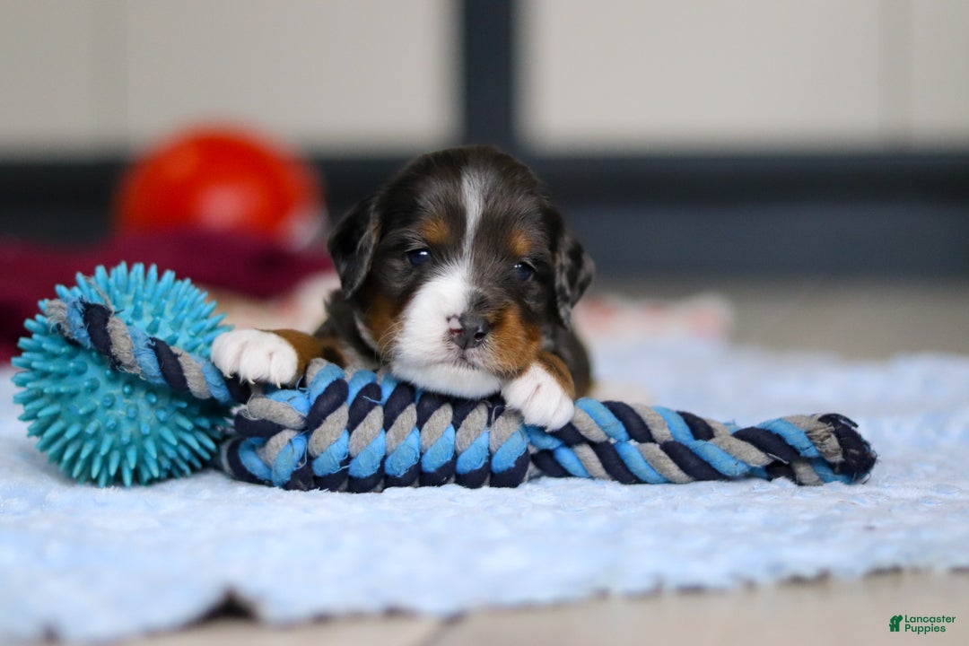 Mini Bernedoodle dogs for sale: Dakota — Male — $2499 - Ad 1