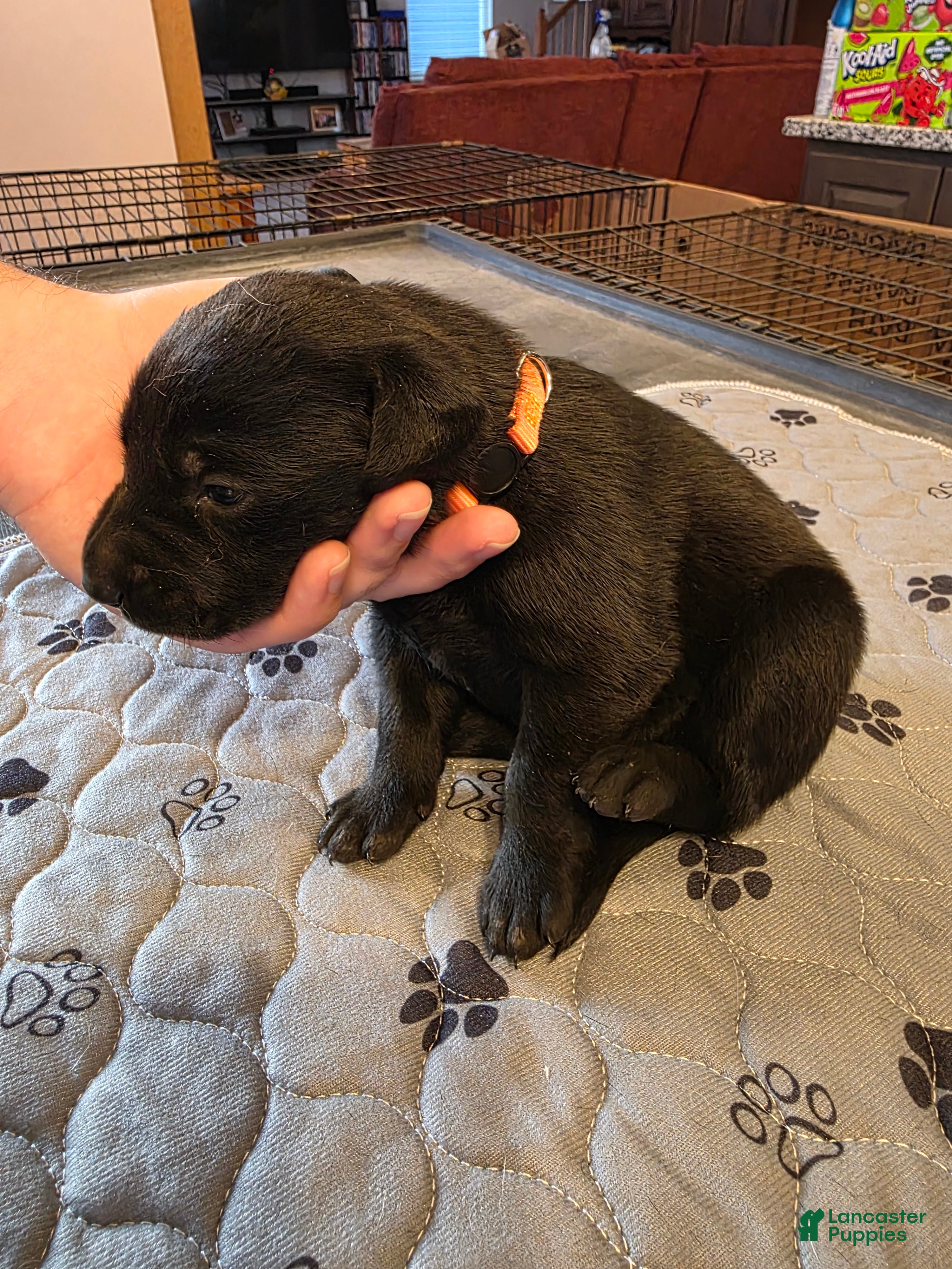 Labrador Retriever dogs L-orange - Ad 1