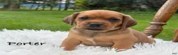 Puggle dogs for sale: Porter - Ad 1