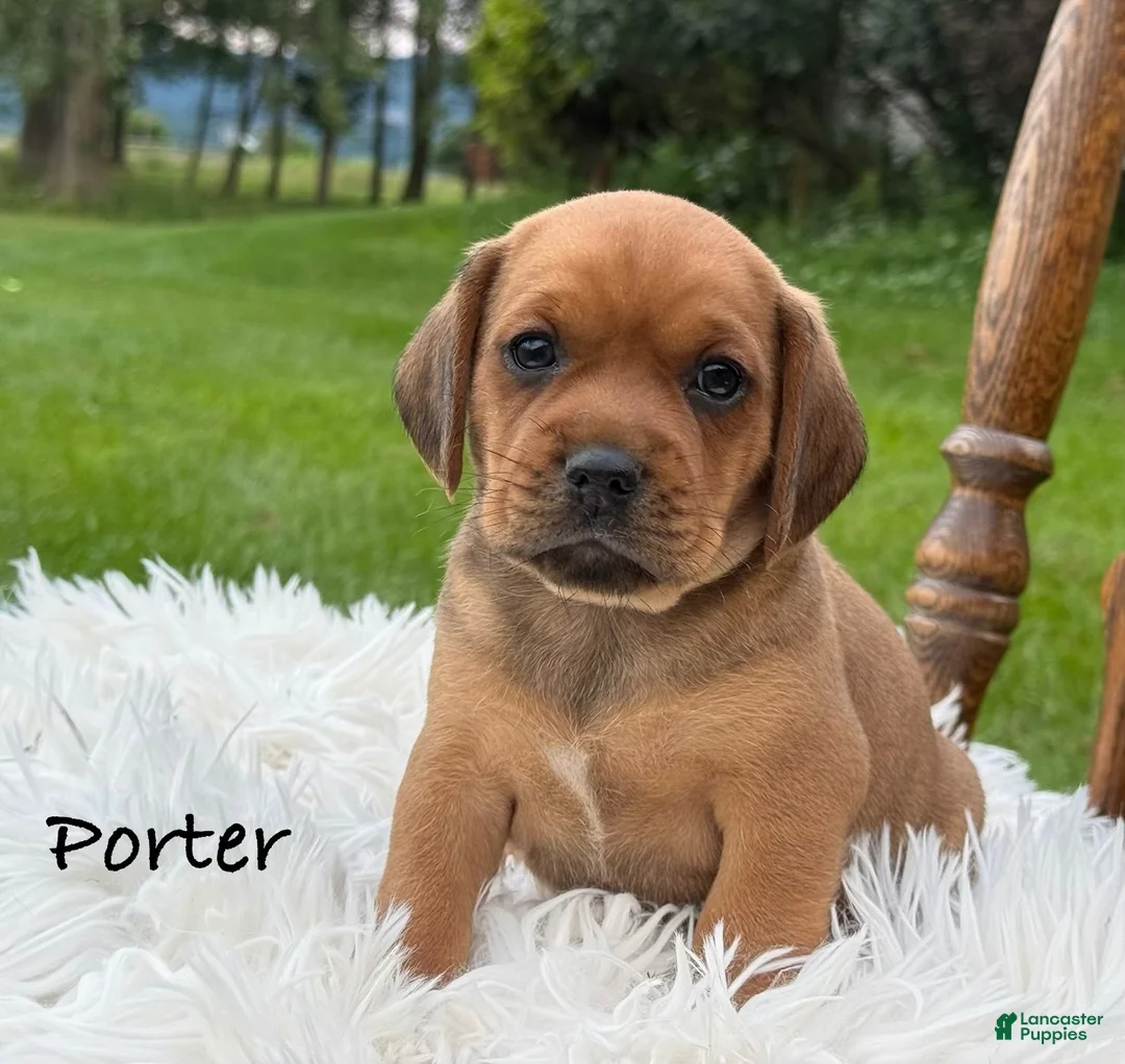 Puggle dogs for sale: Porter - Ad 1