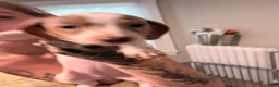 Dachshund dogs for sale: Dottie - Ad 12