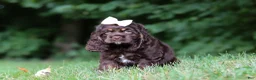 Cocker Spaniel dogs for sale: Ava - Ad 6