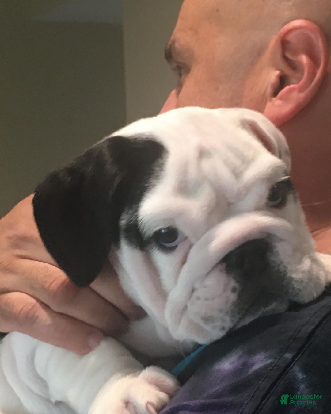 English Bulldog dogs English Bulldog Puppy 6 - Ad 23