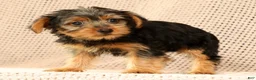 Yorkshire Terrier dogs for sale: Adaline - Ad 9