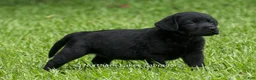 Labrador Retriever dogs for sale: Edward - Ad 4