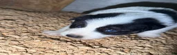 Gerberian Shepsky dogs for sale: Walker - Ad 8