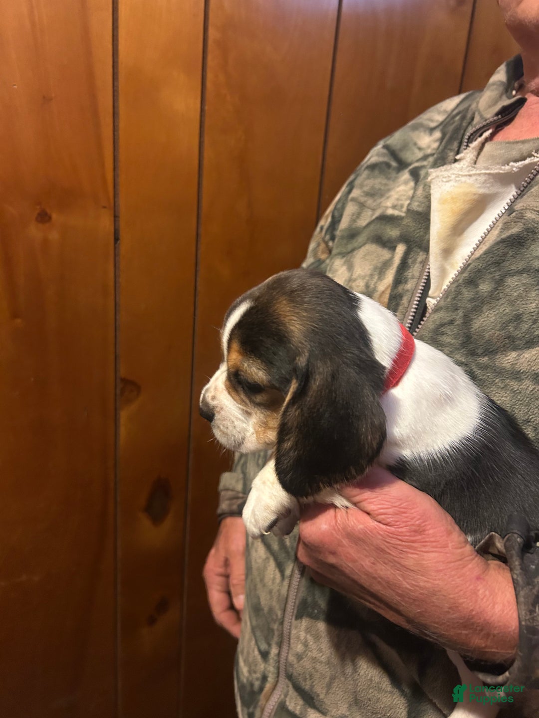 Beagle dogs for sale: Sophie - Ad 2