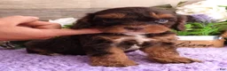 Cavapoo dogs for sale: Roxy's #1 Male - Ad 1