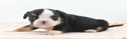 Mixed Breed dogs for sale: Princess  - Ad 14