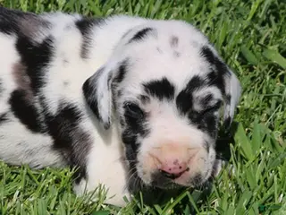 Great Dane dogs Molly - Ad 20