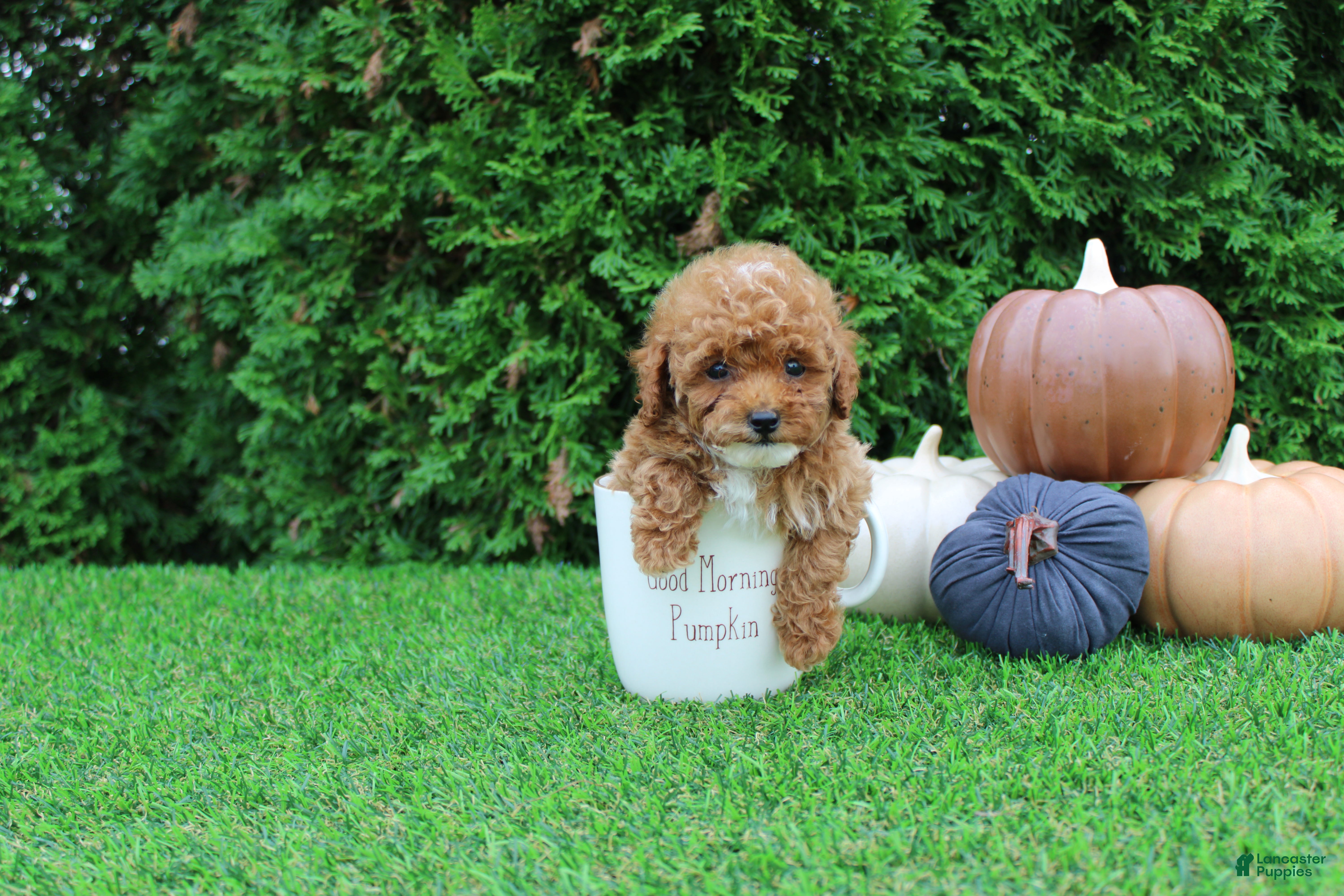 Toy Poodle (Toy Poodle, Male) in Middlebury, IN