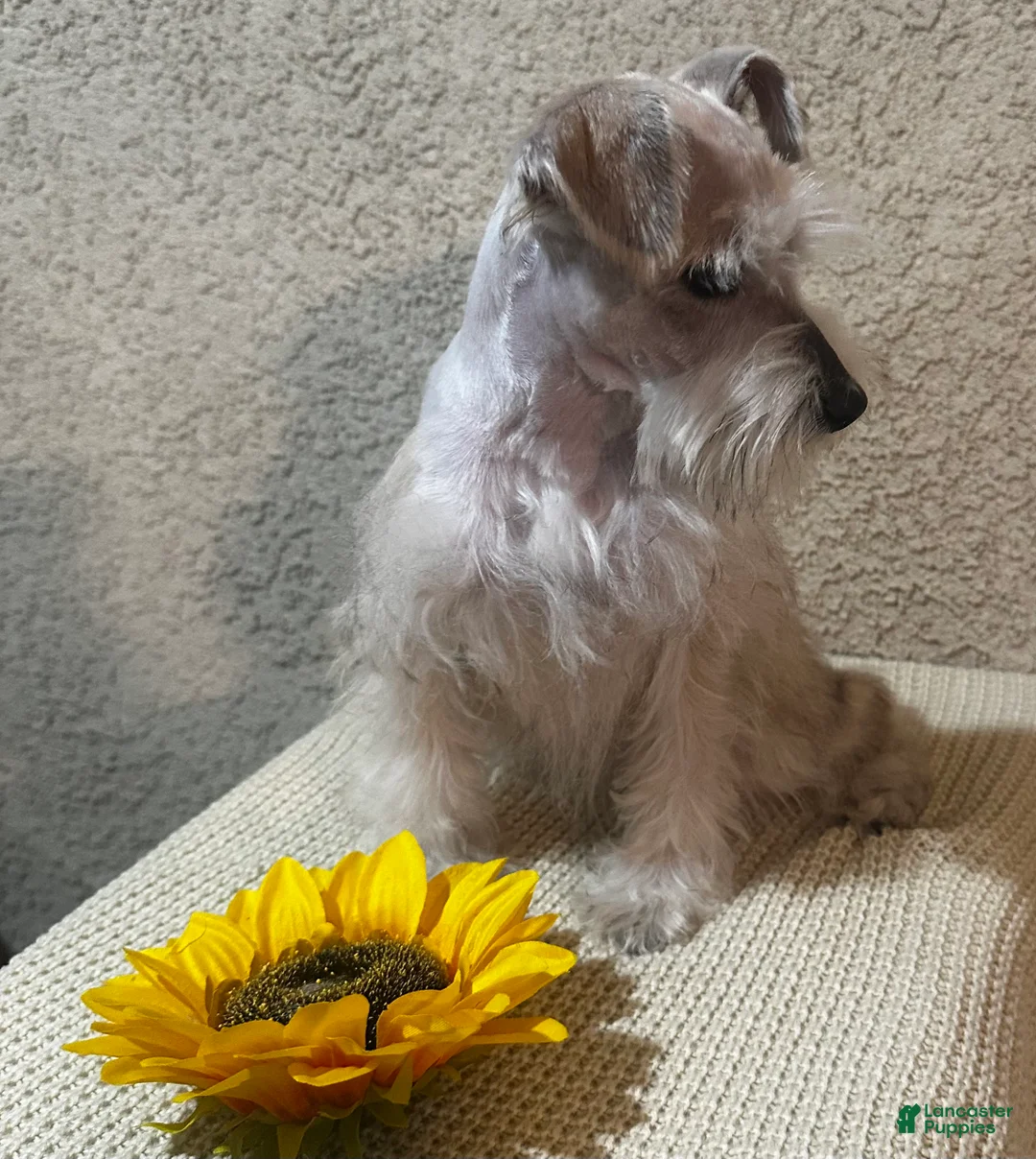 Miniature Schnauzer dogs for sale: Miniature Schnauzer Puppy 1 - Ad 2