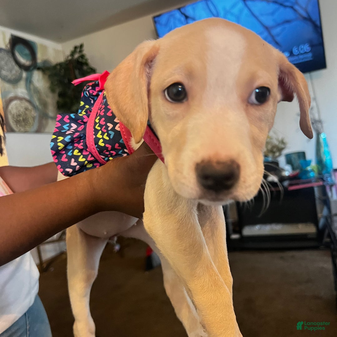 American Pit Bull Terrier dogs for sale: American Pit Bull Terrier Puppy 3 - Ad 1