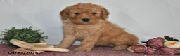 Goldendoodle dogs for sale: Marci - Ad 5