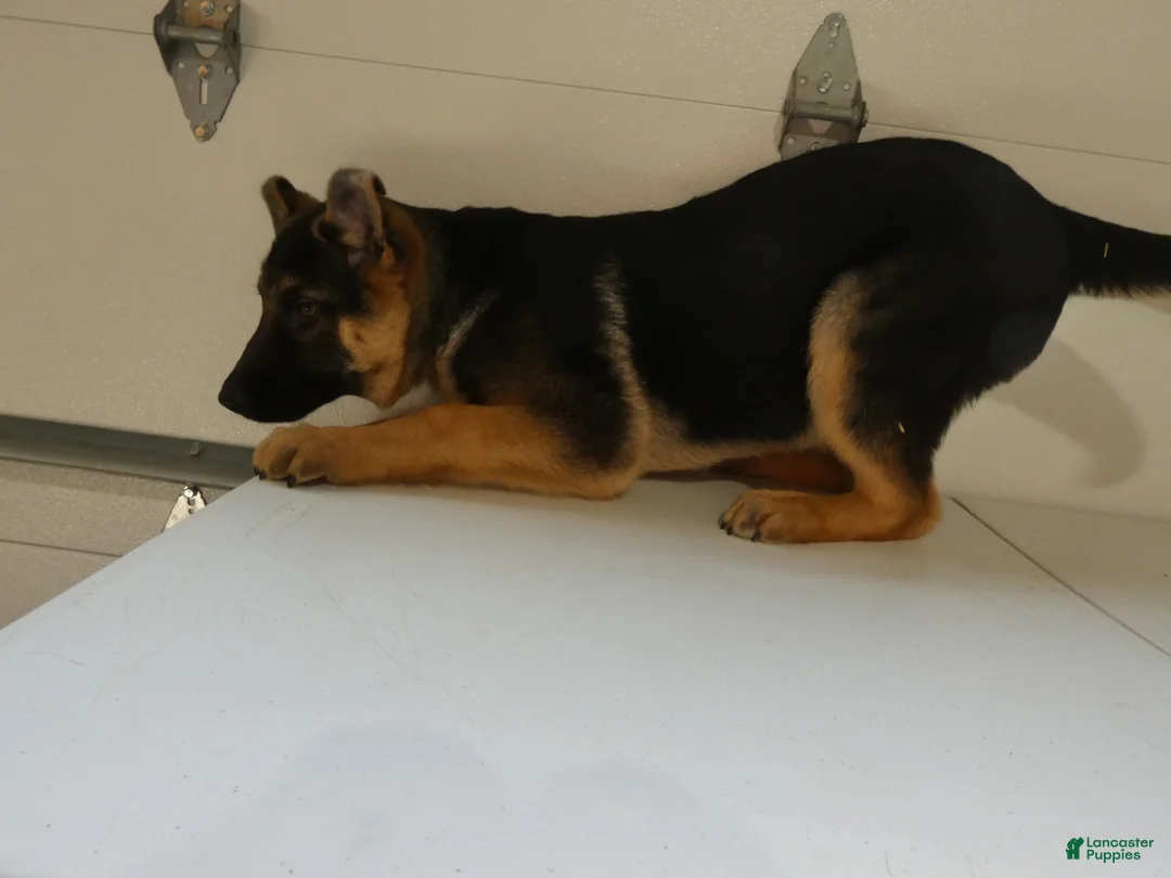 German Shepherd dogs for sale: German Shepherd Puppy 7 Julius - Ad 2