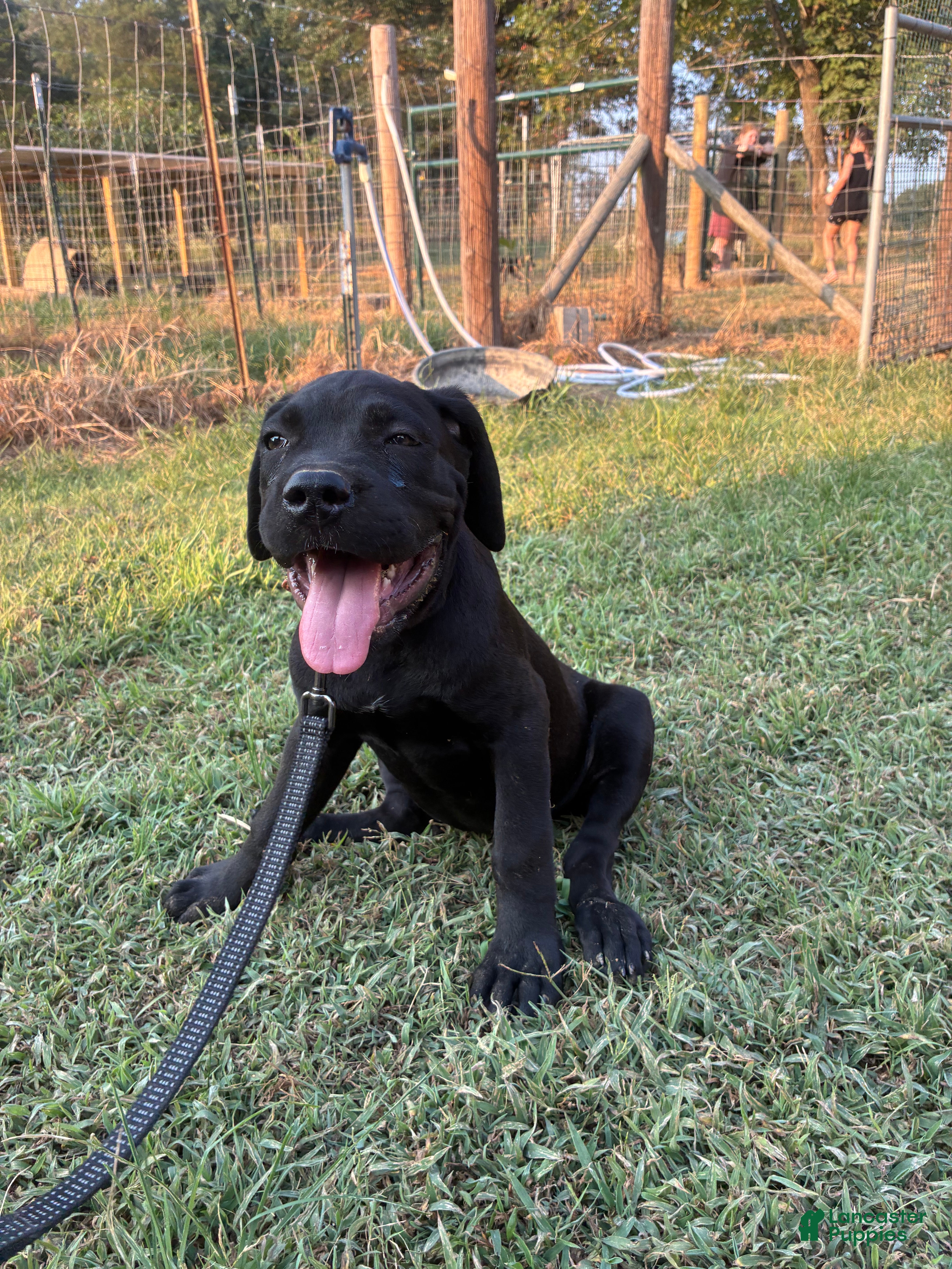 Cane Corso dogs Cane Corso Puppy 7 - Ad 8