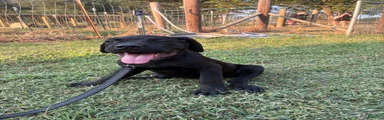 Cane Corso Puppy 7