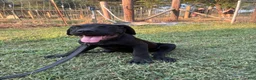 Cane Corso dogs for sale: Cane Corso Puppy 7 - Ad 1