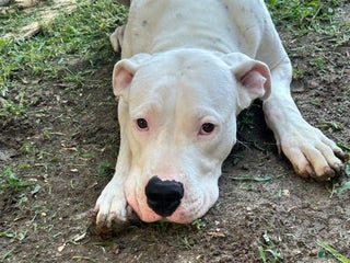Dogo Argentino dogs - Ad 18