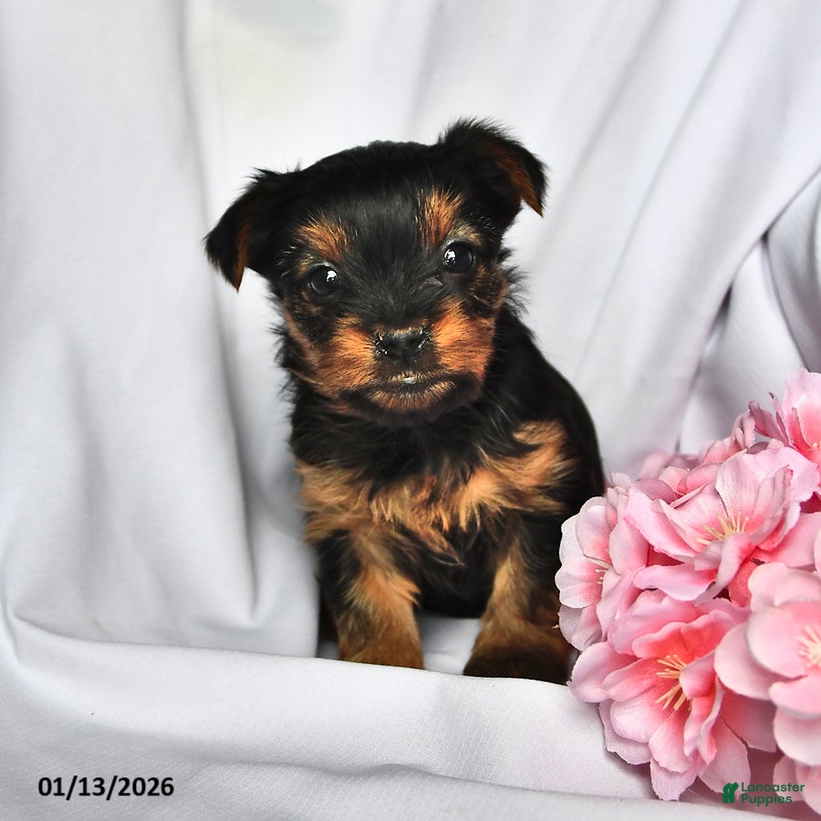 Yorkshire Terrier dogs Jade - Ad 18