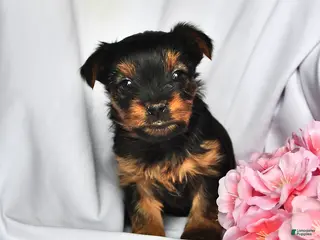 Yorkshire Terrier dogs Jade - Ad 38