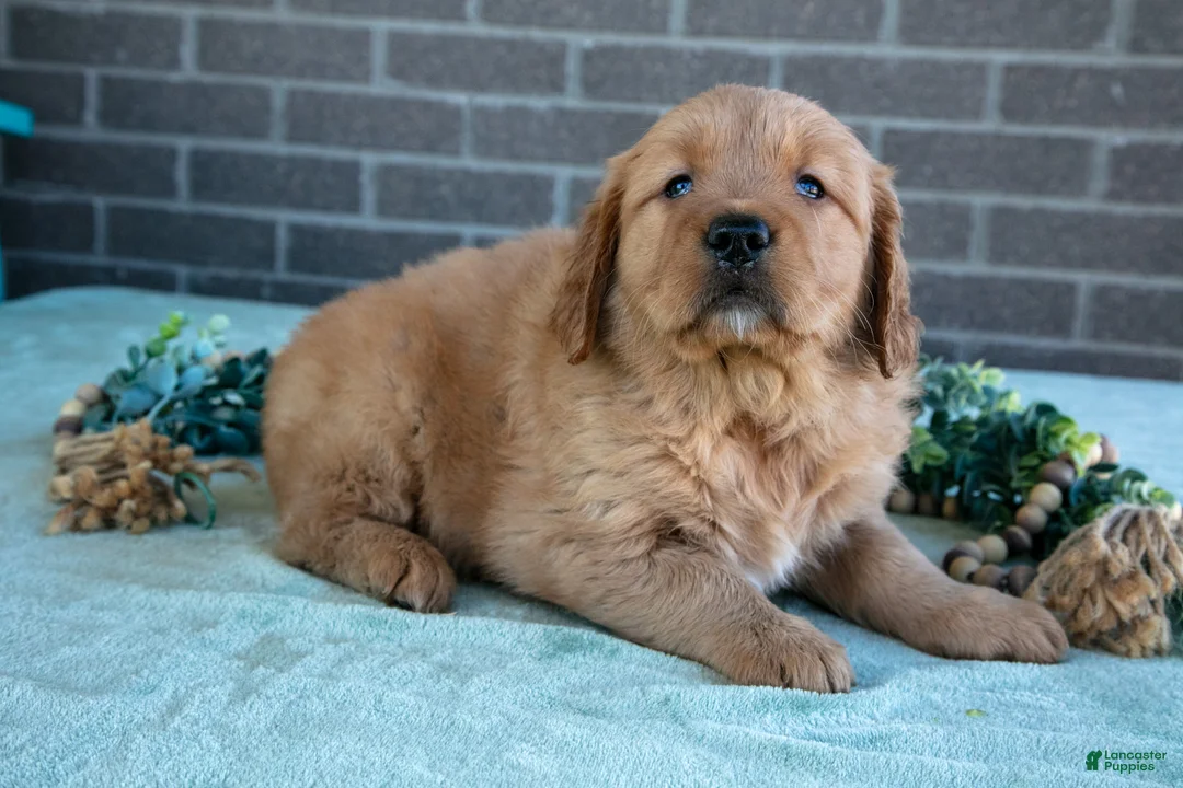 Golden Retriever dogs for sale: Tess - Ad 2