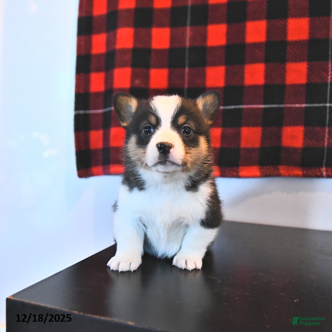 Welsh Corgi Pembroke dogs for sale: Gabby  - Ad 4