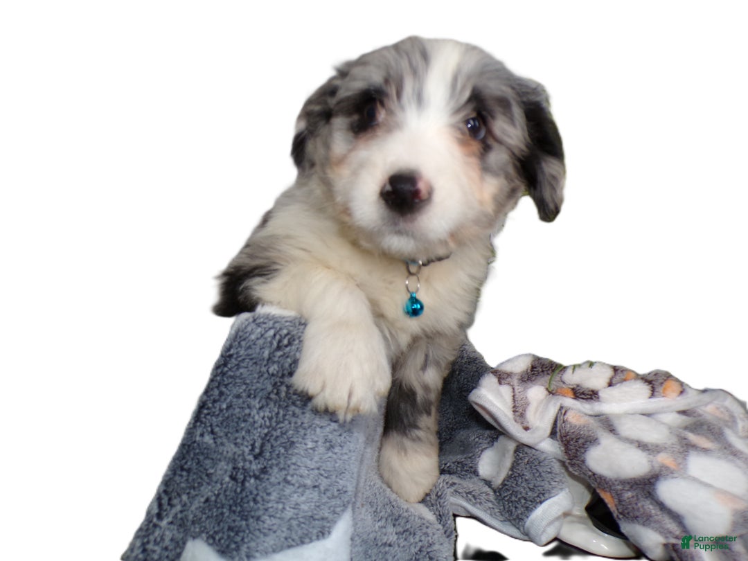 Mini Aussiedoodle dogs for sale: Mini Aussiedoodle Puppy 5 Micky - Ad 1