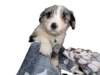 Mini Aussiedoodle dogs Mini Aussiedoodle Puppy 5 Micky - Ad 30