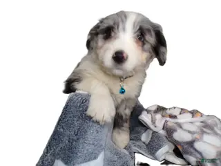 Mini Aussiedoodle dogs Mini Aussiedoodle Puppy 5 Micky - Ad 30