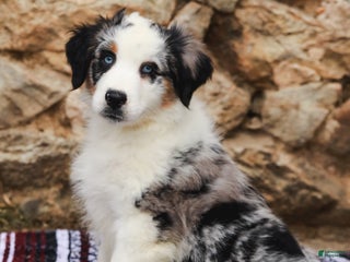 Australian Shepherd dogs - Ad 34