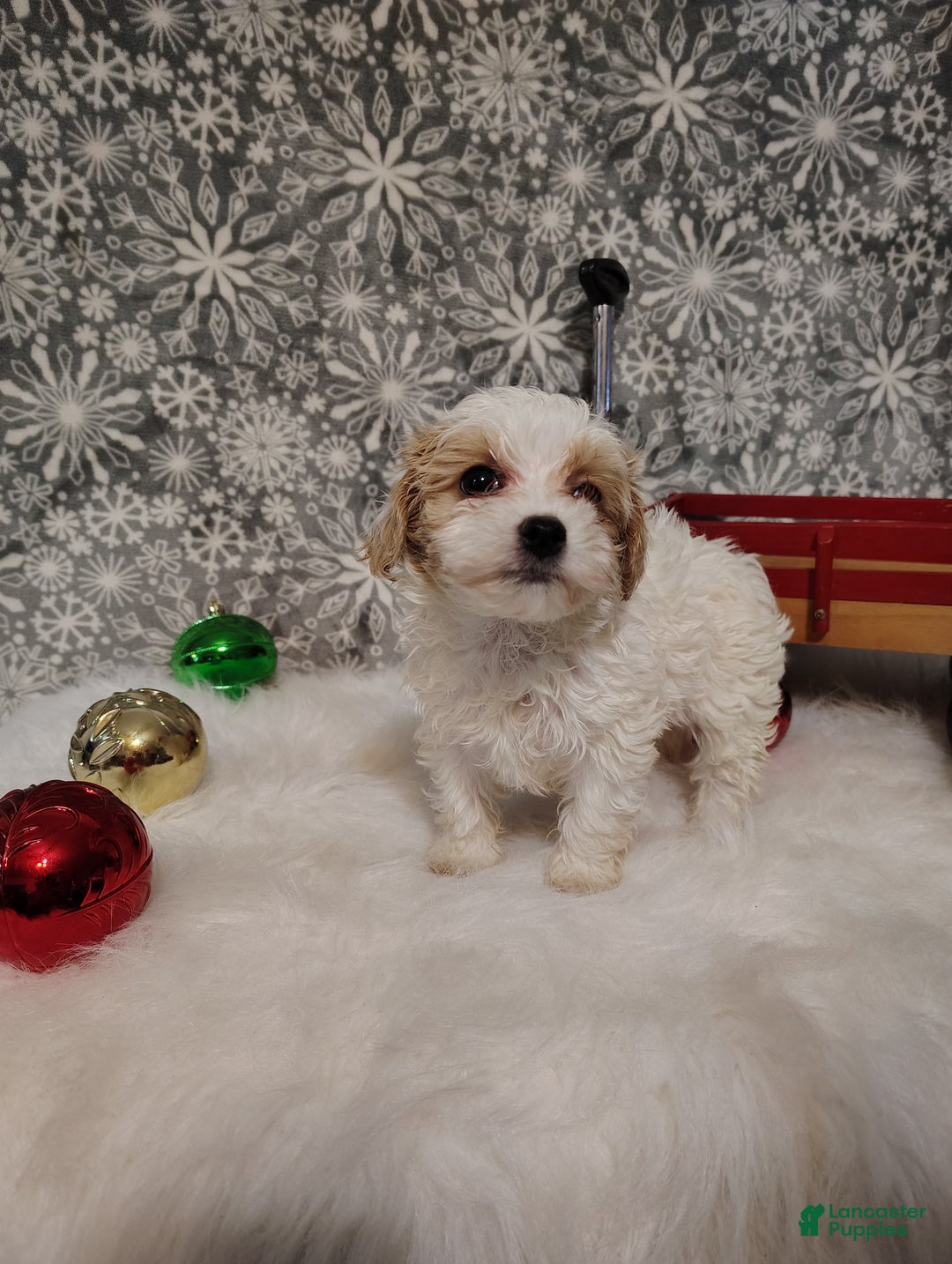 Maltipoo dogs for sale: Leo - Ad 5