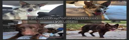 German Shepherd dogs for sale: AKC Liver Panda Male - Ad 9