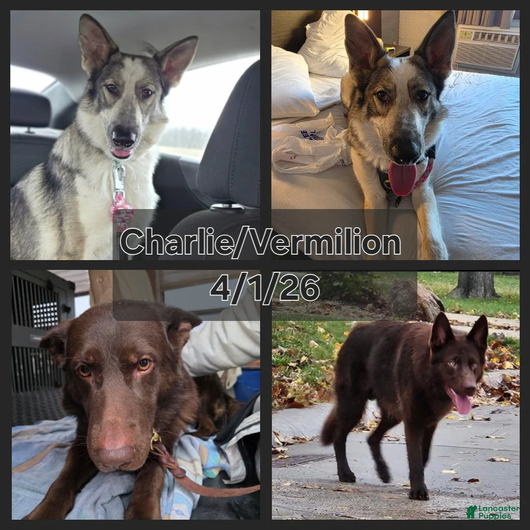 German Shepherd dogs for sale: AKC Liver Panda Male - Ad 9