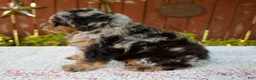 Mini Bernedoodle dogs for sale: Nicki - Ad 3