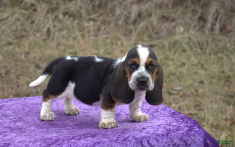 Basset Hound dogs Hazel - Ad 6