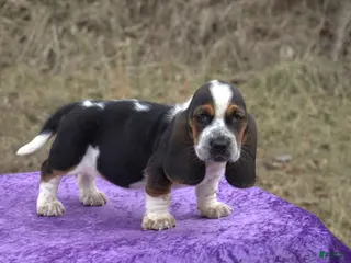 Basset Hound dogs Hazel - Ad 3