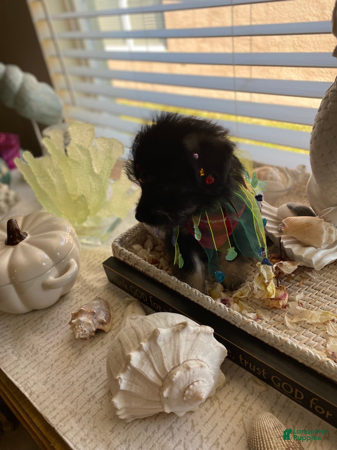 Shorkie dogs for sale: Shorkie Puppy 3 - Ad 16