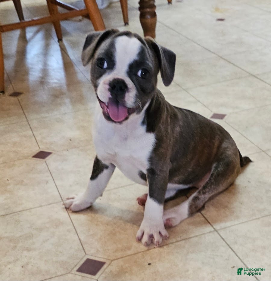 Mixed Breed dogs SALE! Sashay Brindle Grey - Ad 1