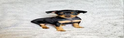 Miniature Pinscher dogs for sale: Lilac - Ad 3