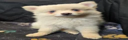 Pomsky dogs for sale: Cream boy 2 - Ad 10