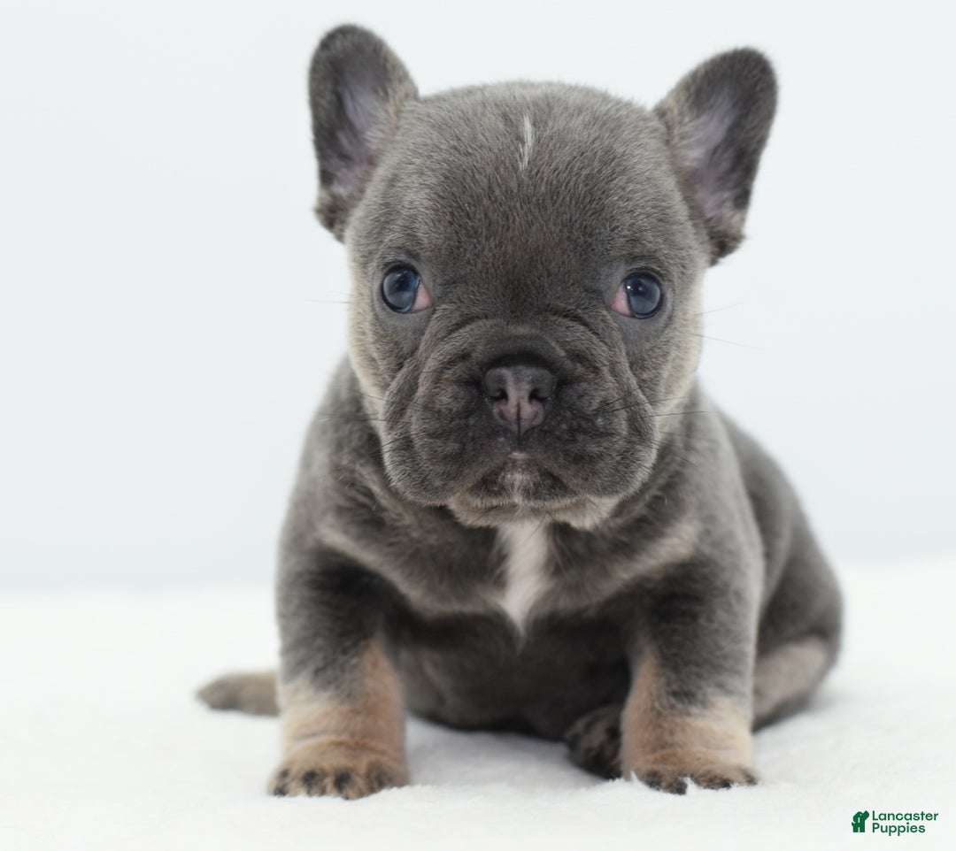 Mixed Breed dogs for sale: Queen lilac tricolor  - Ad 10