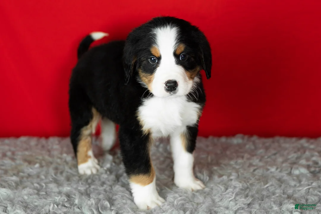 Bernese Mountain Dog dogs for sale: Buddy  - Ad 4