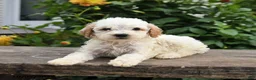 Mini Goldendoodle dogs for sale: Prince   - Ad 6