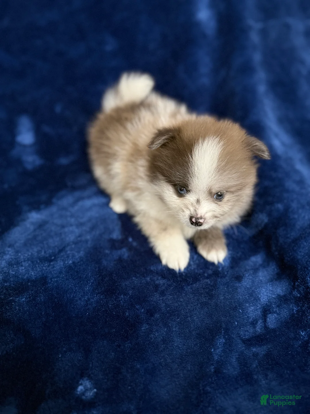 Pomeranian dogs for sale: Rusty - Ad 1